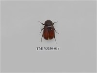 藏品(黑金龜屬)的圖片